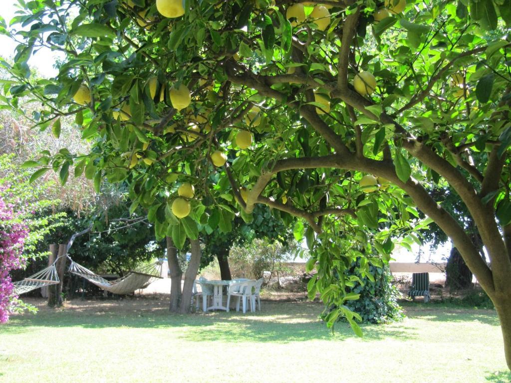 Baris Pension&Bungalows Çıralı Luaran gambar